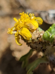 Eriophyllum multicaule