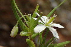 Meconella denticulata