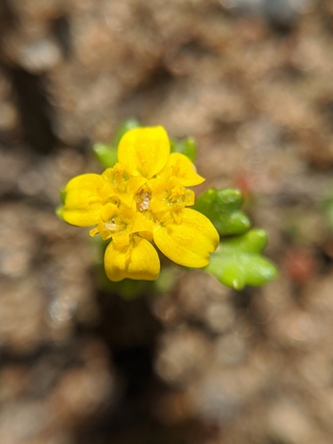 Image of Eriophyllum multicaule by no rights reserved