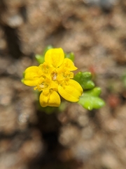Eriophyllum multicaule