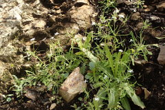 Meconella denticulata