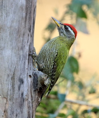 Picus xanthopygaeus