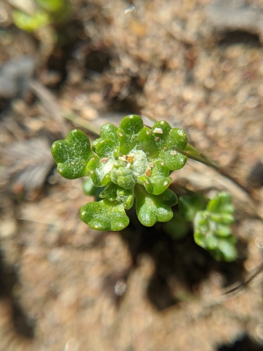 Image of Eriophyllum multicaule by no rights reserved