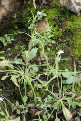 Meconella denticulata