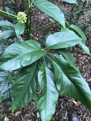 Mackinlaya macrosciadea