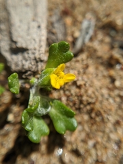 Eriophyllum multicaule