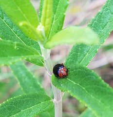 Kuschelina gibbitarsa