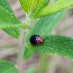 Kuschelina gibbitarsa