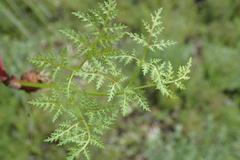 Sanicula arguta
