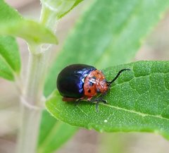 Kuschelina gibbitarsa