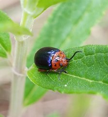 Kuschelina gibbitarsa