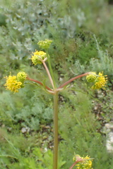 Sanicula arguta