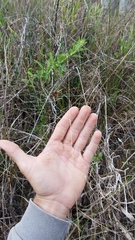 Eragrostis elliottii