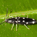 Platycrepidius costaricensis - Photo (c) Karl Kroeker, algunos derechos reservados (CC BY-NC)