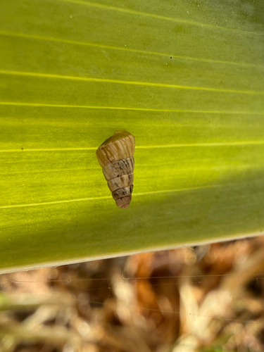 Cochlicella acuta