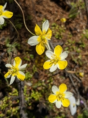 Hesperomecon linearis