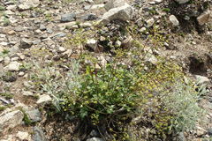 Tauschia arguta