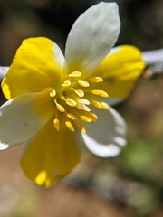 Hesperomecon linearis