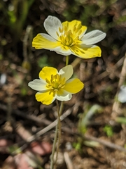 Hesperomecon linearis