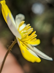 Hesperomecon linearis