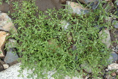 Trifolium willdenovii