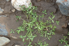 Trifolium willdenovii