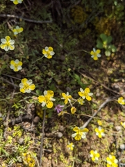 Hesperomecon linearis