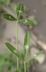 Trifolium willdenovii