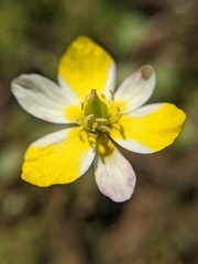 Hesperomecon linearis