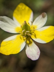 Hesperomecon linearis