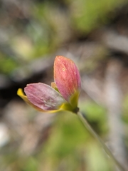 Hesperomecon linearis