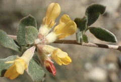Acmispon argophyllus argophyllus
