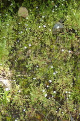 Meconella denticulata