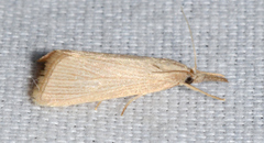 Diatraea evanescens