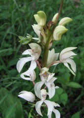 Govenia liliacea