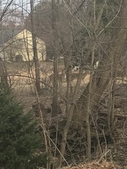 Odocoileus virginianus