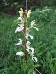 Govenia liliacea