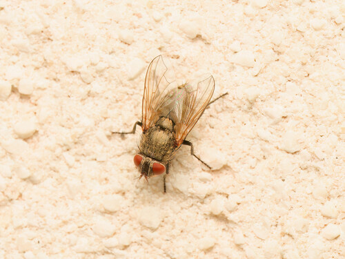 Pollenia rudis observed 2026-04-25