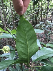 Mackinlaya macrosciadea