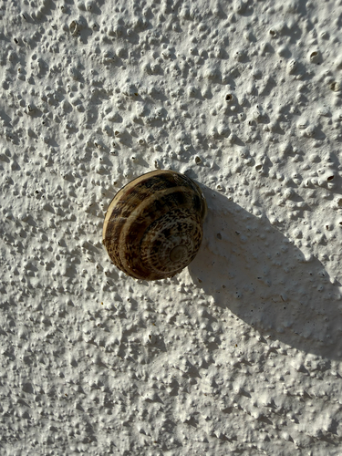 Eobania vermiculata