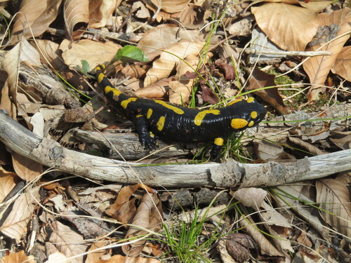 Fire Salamander