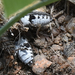 Dermestes maculatus