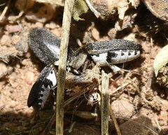 Dermestes maculatus