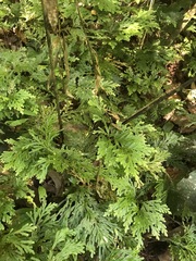 Selaginella longipinna