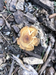 Agaricales