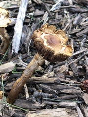Agaricales