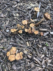 Agaricales