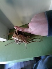 Deinacrida heteracantha