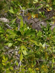 Fraxinus greggii