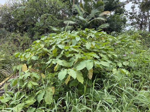 Piper auritum observed 2026-04-24